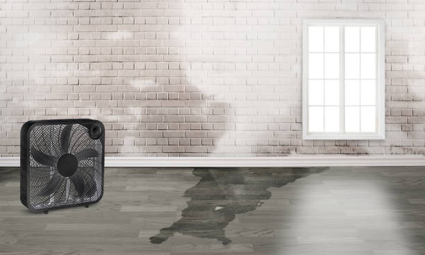 Best Professional water damage repair  in Deland Southwest, FL